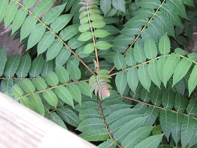 A young Ailanthus tree against concrete and wood