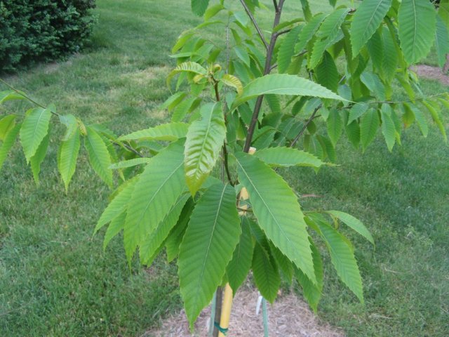 American chestnut sapling