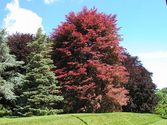 Pink and dark red beech trees with two blue evengreens in the foreground