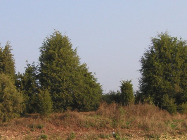 Eastern red cedars growing on disturbed ground