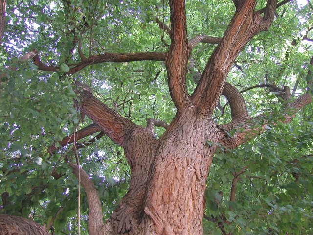 Osage orange tree with orange bark, looking up into the canopy