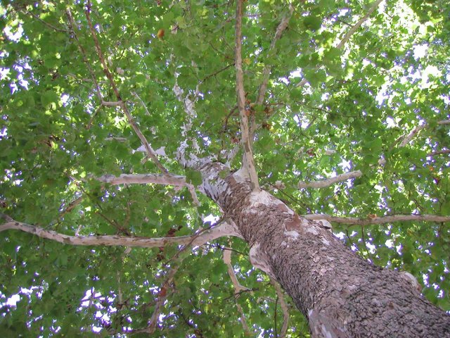 Sycamore tree, view looking up into the canopy