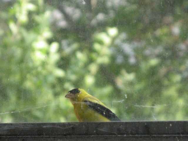 Goldfinch on a Windowsill